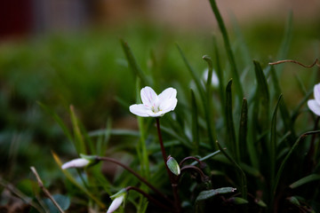 Obraz premium Small Beauty