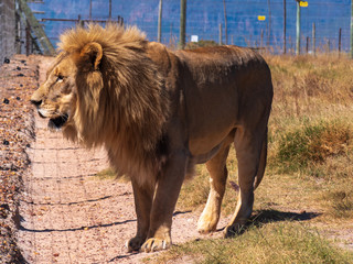 Lion from South Africa as one of the big 5 animals