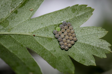 Entwicklungsstufen von Schmetterlingen. Schmetterlinge entwickeln sich aus Eiern welche an Gräsern...