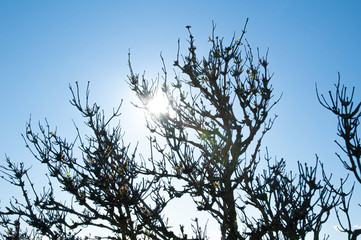 Sun shining through tree