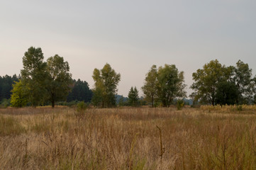 Fototapeta na wymiar Meadow in the early autumn. Dry plants around. Green trees far away. Morning