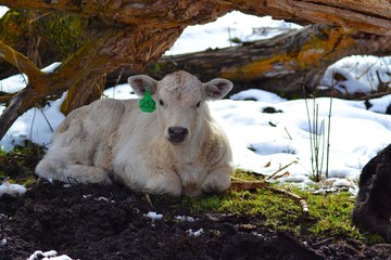 Calf