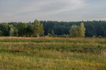 Meadow in the early autumn. Dry plants around. Green trees far away. Morning