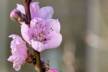 Pfirsichbl&uuml;te