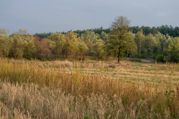 Meadow in the early autumn. Dry plants around. Green trees far away. Morning