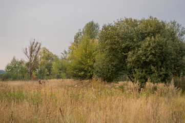 Meadow in the early autumn. Dry plants around. Green trees far away. Morning