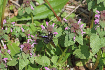 blauschwarze Holzbiene