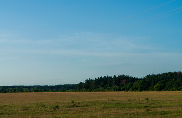 Obraz premium Meadow in the early autumn. Dry plants around. Green trees far away. Morning