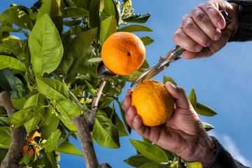 Bottom view of the hands of the farmer who harvest the oranges in the citrus grove with scissors....