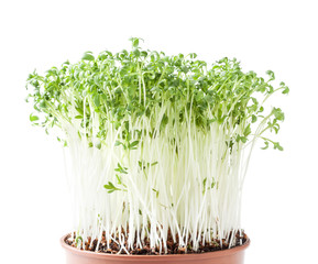 Growing micro greens garden cress sprouts isolated on white background with clipping path