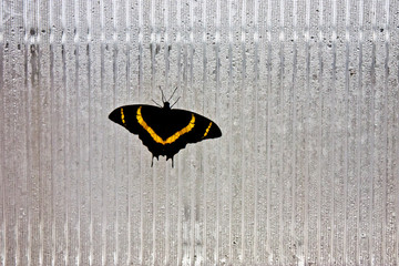 A butterfly with black wings and a yellow pattern sits in ribbed glass.