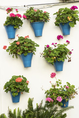 Fototapeta na wymiar Colored pots with geraniums hanging on a white wall typical of Andalusia