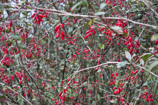 Ripe barberry berries on the branches of bushes with leaves
