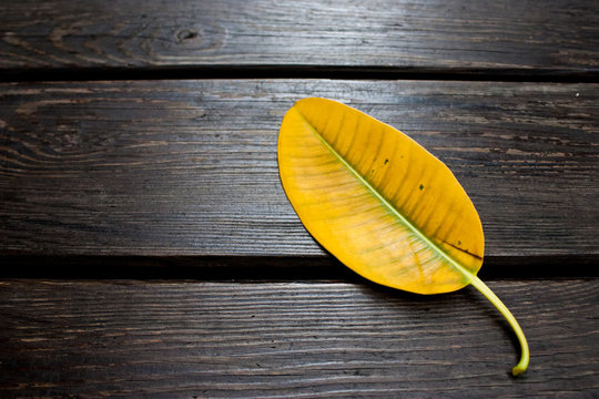 Photo of single yellow ficus leaf laying on brown wooden surface.