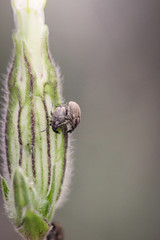 Nahaufnahme von zwei Rüsselkäfer bei der Paarung