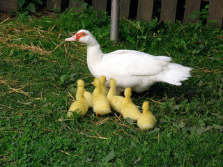 Duck, Chick, Ducklings, Michelsrombach, Hesse, Germany, Europe