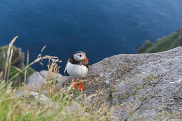 Puffin perched on the rocks on a cliff in southern Norway, is a bird with a black and white plumage, with a funny beak in orange tones and slanted eyes, in the background the deep blue sea