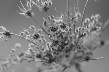 Dried thistles plant close up in black and white