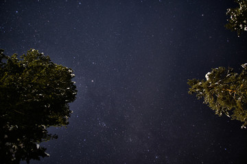 Night starry sky and crowns of trees looking up.