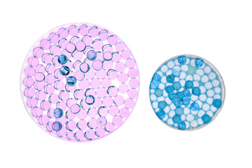 Laboratory Sample in Petri dish with bacteria virus samples and vaccination research