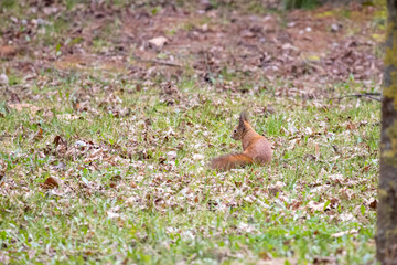 Eurasian Red Squirrel (Sciurus vulgaris)