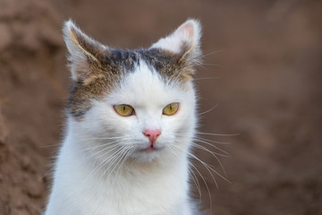 Naklejka na ściany i meble White spotted cat on a light brown background, portrait of a cat_