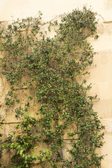 Green ivy climbing up a light brown stone wall