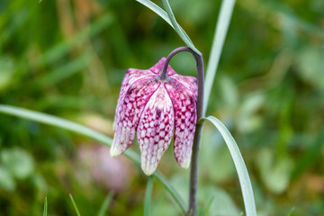 Snake's Head Fritillary (Fritillaria meleagris)