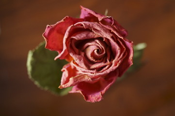 Beautiful background with wither rose	