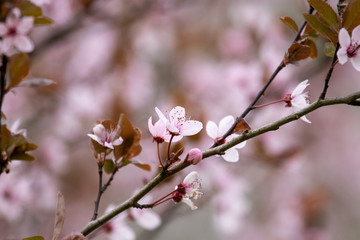 Pink tree flower in a