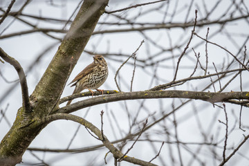 Song Thrush (Turdus philomelos) sitting on a branch