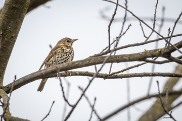 Song Thrush (Turdus philomelos) sitting on a branch