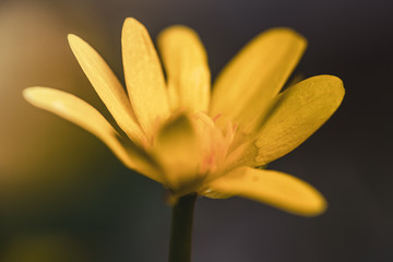 Fototapeta premium Lesser celandine (Ranunculus ficaria) flowers in early spring