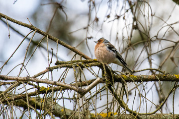 Common Chaffinch (Fringilla Coelebs) sitting on a branch