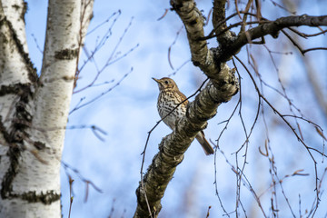Song Thrush (Turdus philomelos) sitting on a branch