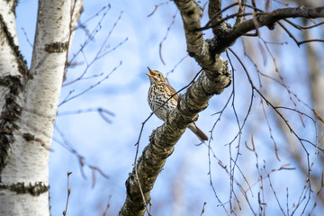 Song Thrush (Turdus philomelos) sitting on a branch