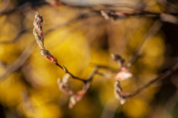 Amelanchier lamarckii Kupfer-Felsenbirne Austrieb vor unscharfem Hintergrund