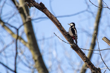 Great Spotted Woodpecker (Dendrocopos Major)