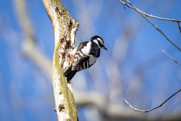 Great Spotted Woodpecker (Dendrocopos Major)