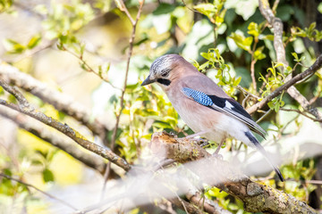 Eurasian Jay (Garrulus Glandarius) in a Forest