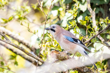 Eurasian Jay (Garrulus Glandarius) in a Forest