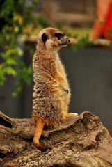 Suricata