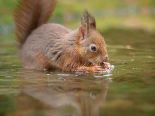 Swimming red squirrel