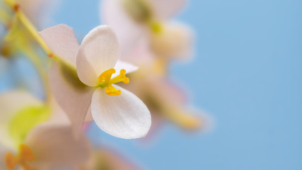 Fototapeta na wymiar Delicate pink begonia flowers on light blue background closeup_