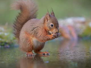 Naklejka na ściany i meble Adorable red squirrel on ice