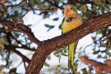 Parrot on the tree in Ciutadella Park in Barcelona