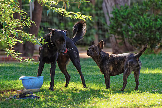 Watchdogs in Ciutadella Park in Barcelona