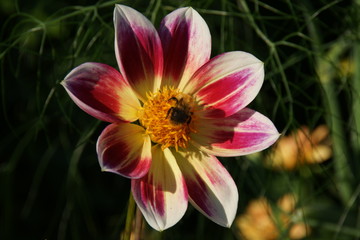 Fototapeta premium FLEURS ET PLANTES