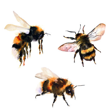 Bumblebee/bee watercolor drawing. Isolated objects. Insects