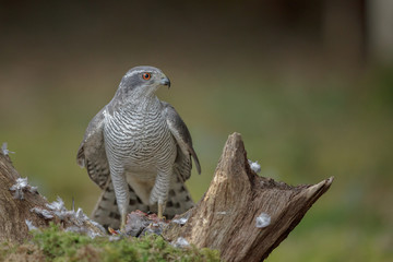 Forest goshawk
